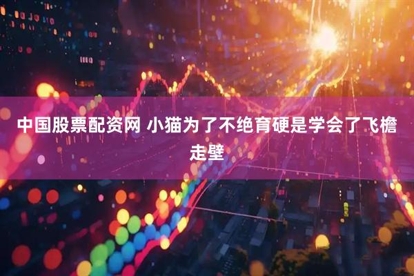 中国股票配资网 小猫为了不绝育硬是学会了飞檐走壁